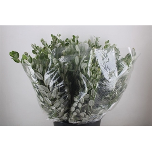 Pittosp Ralphi Leaves 200gr P Bunch