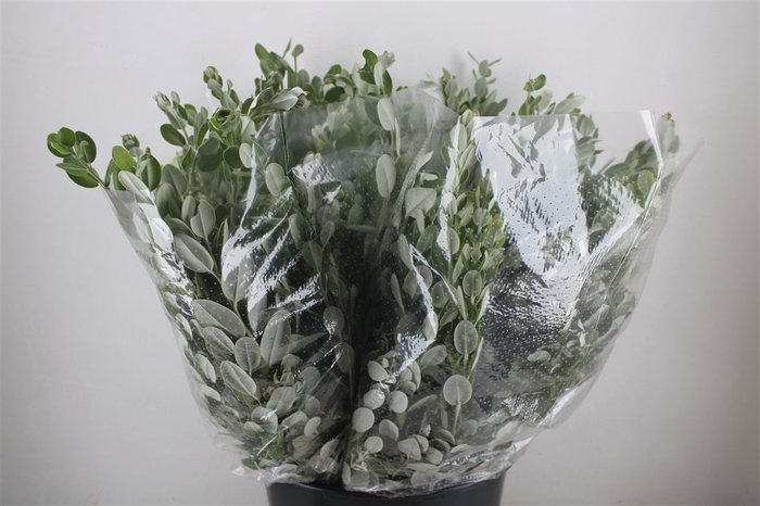 <h4>Pittosp Ralphi Leaves 200gr P Bunch</h4>