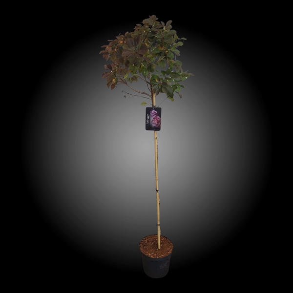 <h4>Cotinus cogg. 'Royal Purple'120stam</h4>