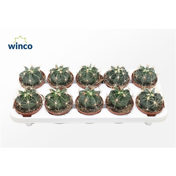 <h4>Ferocactus Emoryi</h4>
