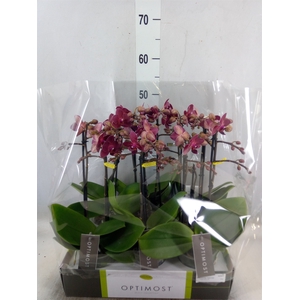 Phalaenopsis multi. 'Red Lion'