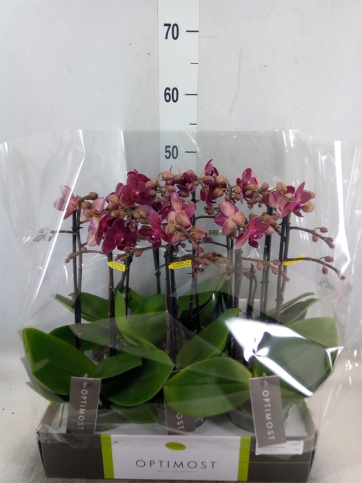 <h4>Phalaenopsis multi. 'Red Lion'</h4>