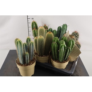 Cactus Gemengd 17 Cm. Pot