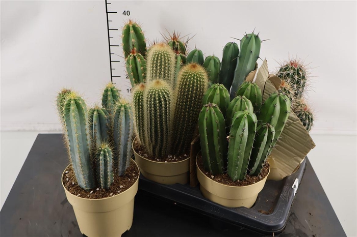 <h4>Cactus Gemengd 17 Cm. Pot</h4>