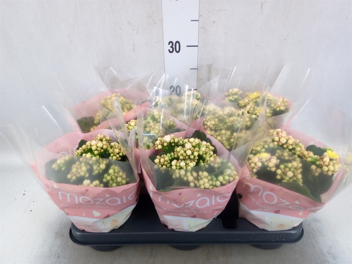 Kalanchoe blos. 'Deco Tweed'