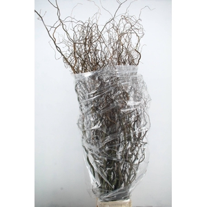 SALIX TORTUOSA