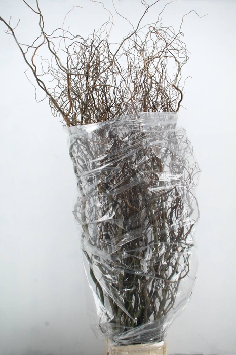 <h4>SALIX TORTUOSA</h4>