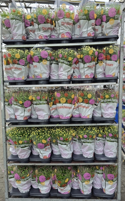 <h4>CHRYS GARDEN MUMS GM</h4>