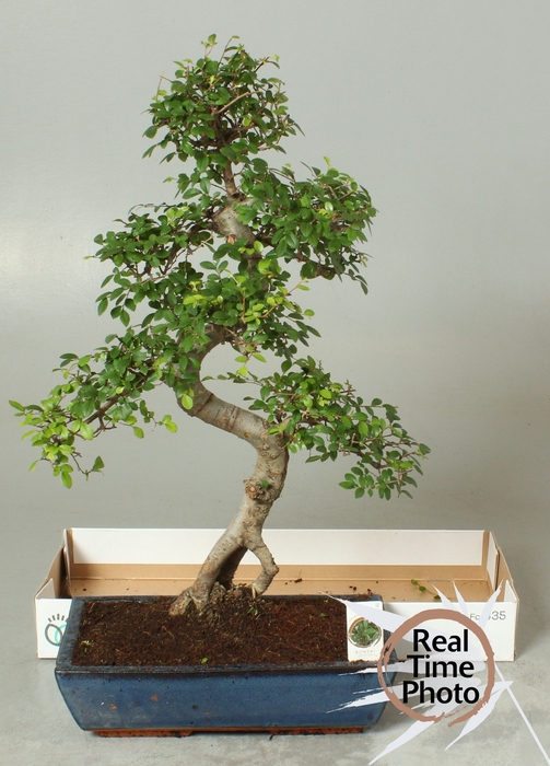 <h4>BONSAI GEM</h4>