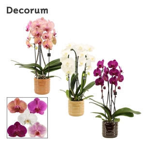 Phalaenopsis cascade 2 tak mix in Lois (Deco-collection)