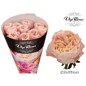 R GR CHIFFON