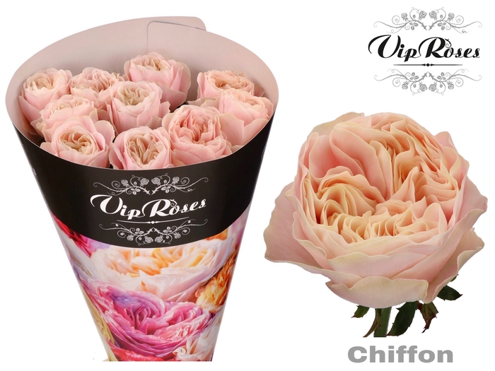 R GR CHIFFON