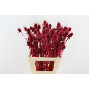 DF Dipsacus Bordeaux Per Bunch 130g