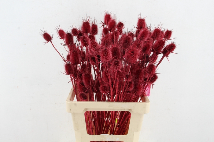 <h4>DF Dipsacus Bordeaux Per Bunch 130g</h4>