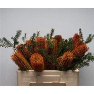 Banksia Ericifolia