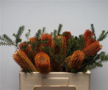 <h4>Banksia Ericifolia</h4>