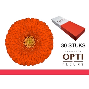 GE MB POMPONI FOZZIE-Doosx30