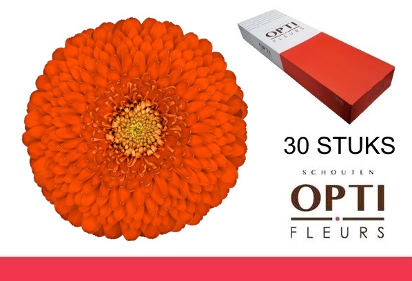 <h4>GE MB POMPONI FOZZIE-Doosx30</h4>