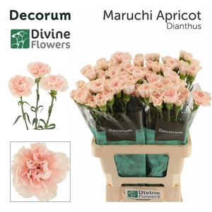 Di St Maruchi Apricot Divine