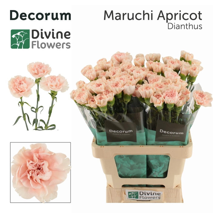 <h4>Di St Maruchi Apricot Divine</h4>