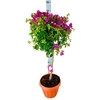 Bougainvillea Alexandra stam