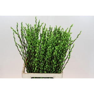 Salix Caprea Snow Flake P. Apple Green