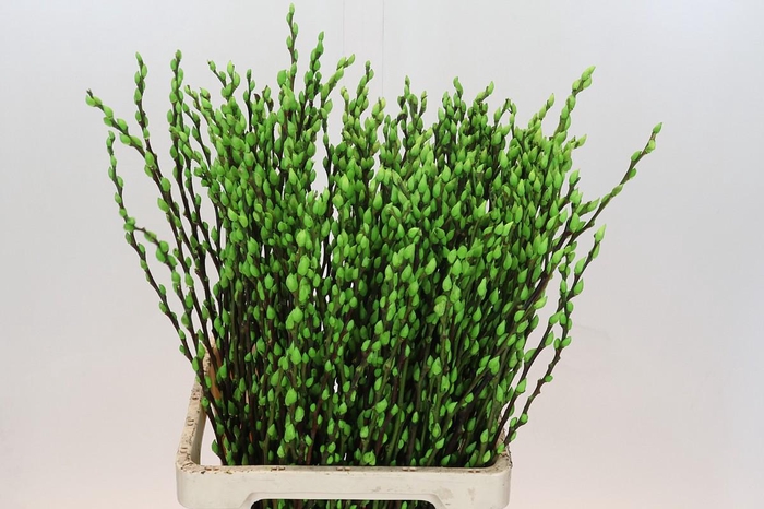 <h4>Salix Caprea Snow Flake P. Apple Green</h4>