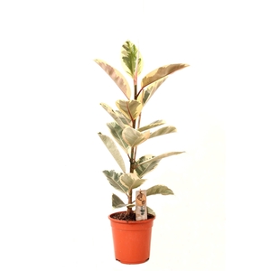 Ficus P21 Tineke 1PP