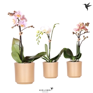 Kolibri Orchids Phalaenopsis Mix 1 spike in Simplicity gold