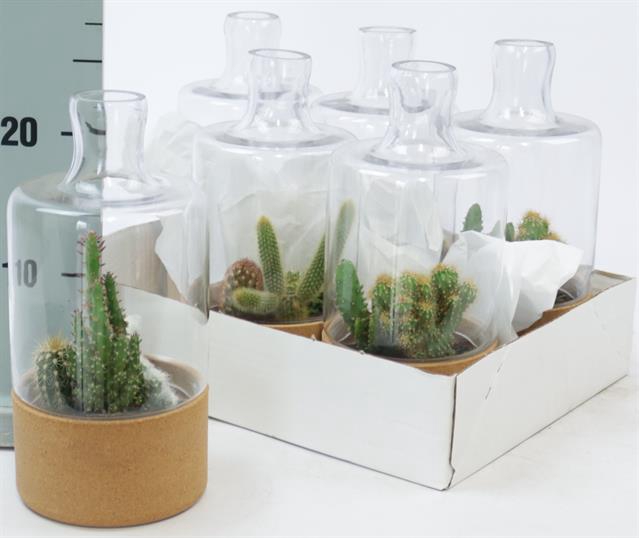 <h4>CACTUS OV</h4>