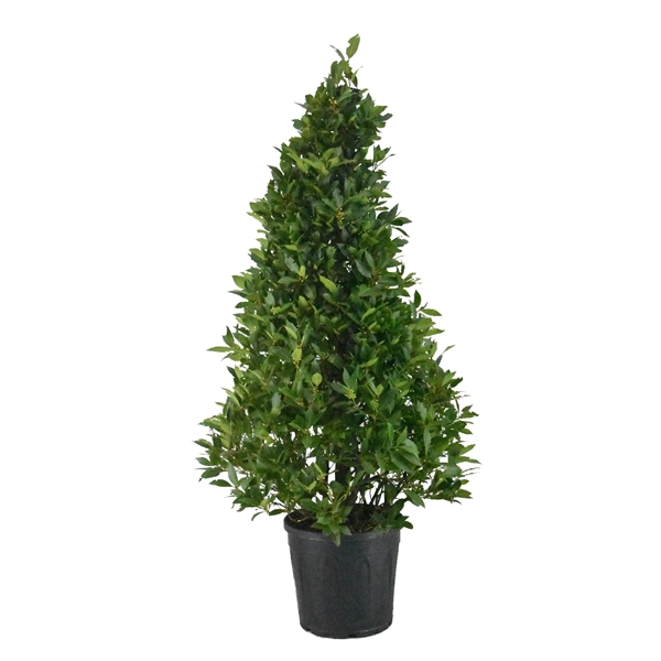 <h4>Laurus nobilis Piramide</h4>