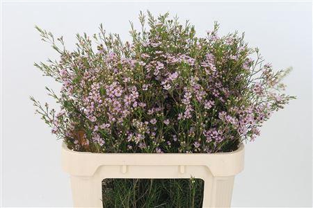 <h4>Chamelauc Early Nir</h4>