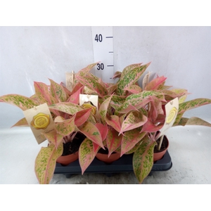 Aglaonema   ...