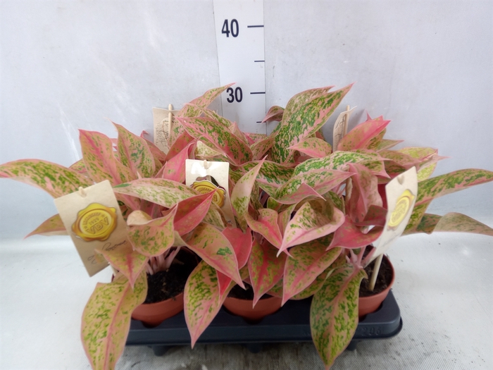 <h4>Aglaonema   ...</h4>