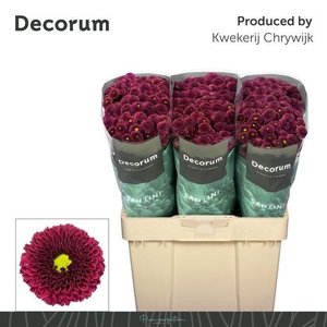 CHR SAN AAA PURP RED