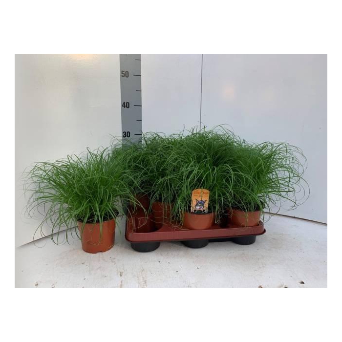 <h4>CYPER ALT ZUMULA</h4>