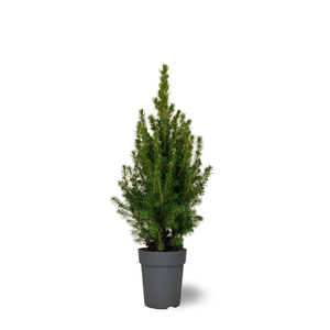 Picea glauca Conica