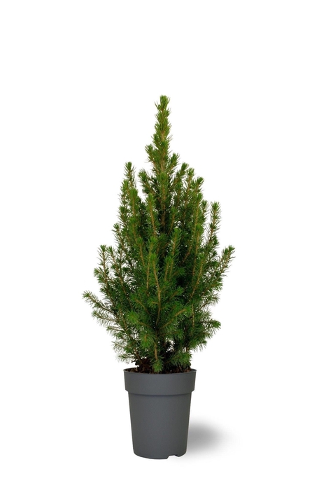 <h4>Picea glauca Conica</h4>