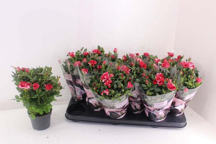 <h4>RO GIGI PARTY</h4>