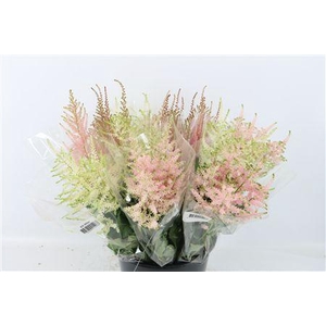 ASTILBE MIX 10PCS BUNCH