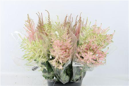 <h4>ASTILBE MIX 10PCS BUNCH</h4>