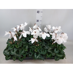 Cyclamen GR 'Fleur En Vogue'