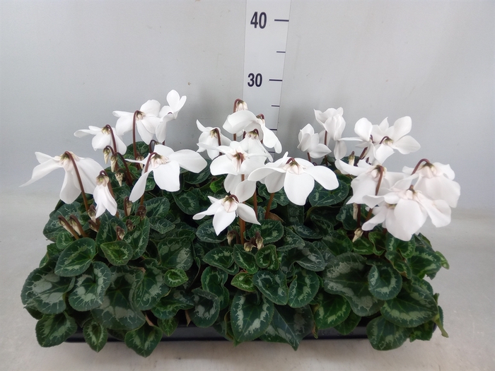 <h4>Cyclamen GR 'Fleur En Vogue'</h4>