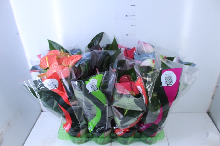 ANTHURIUM VARIADO P15