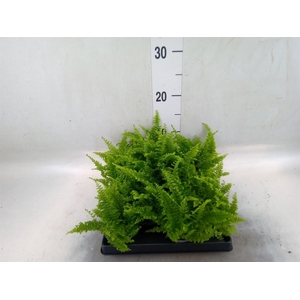 Nephrolepis exal.   ...