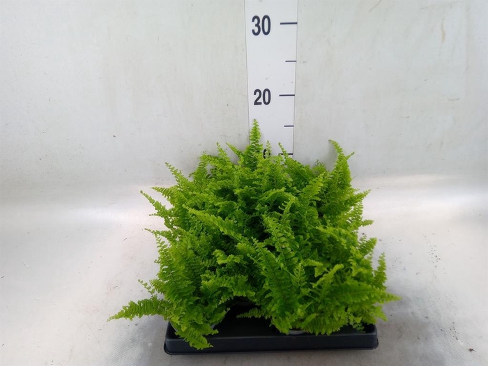 <h4>Nephrolepis exal.   ...</h4>