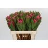Protea Brenda
