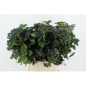 VIBUR DARK BL HERMAN