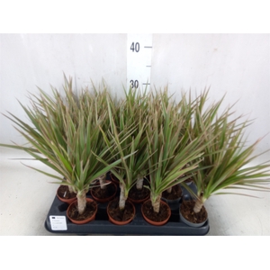 Dracaena marg. 'Bicolor'