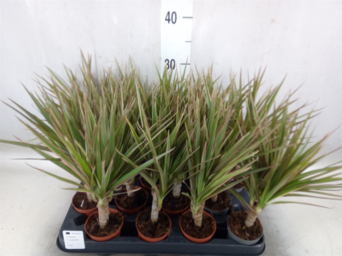 <h4>Dracaena marg. 'Bicolor'</h4>